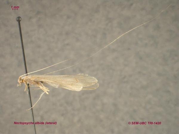 Photo of Nectopsyche albida by Spencer Entomological Museum